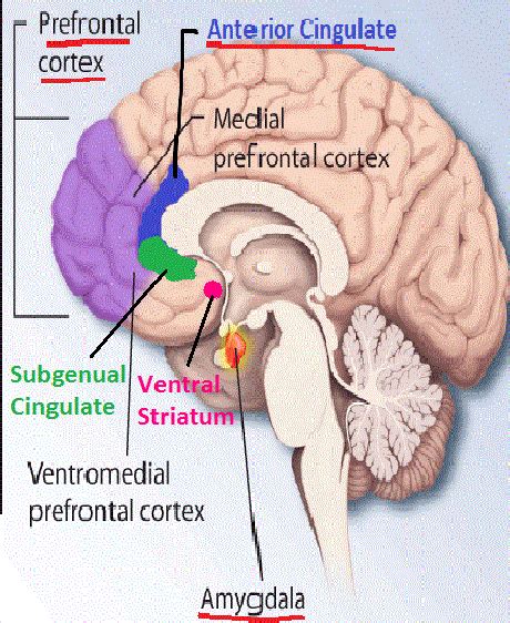 Fileborderline Personality Disorder Bpd Abnormal Brain Structures