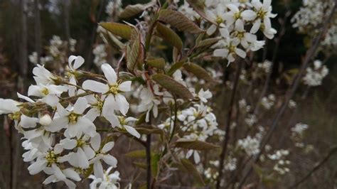 Flowering Native Michigan Tree Produces Delicious Berry Crop