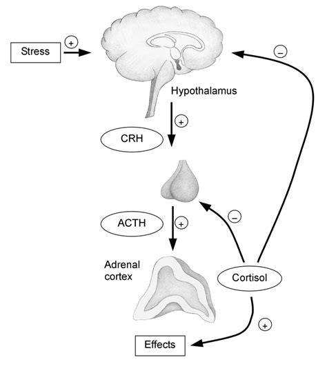 Simplified Concept Of The Hypothalamic Pituitary Adrenal Axis And Its