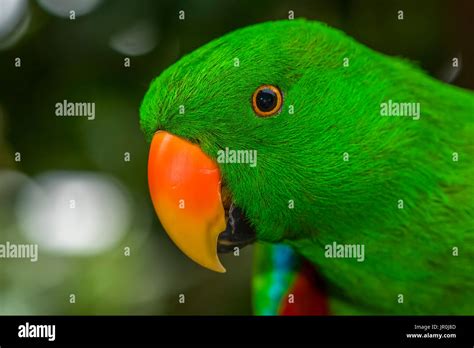 Electus Parrot At Victoria Butterfly Gardens Victoria British