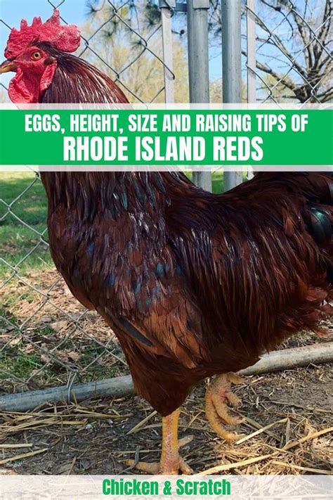 Rhode Island Red Chicken Eggs Height Size And Raising Tips Rhode