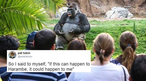 hilarious gorilla meme pictures  images gallery memesboy