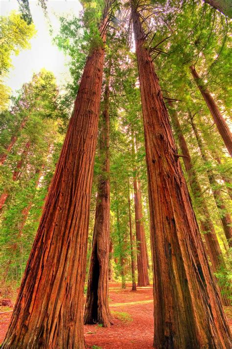 Vertical Redwoods In Corner Light In 2023 Redwood Tree Redwoods