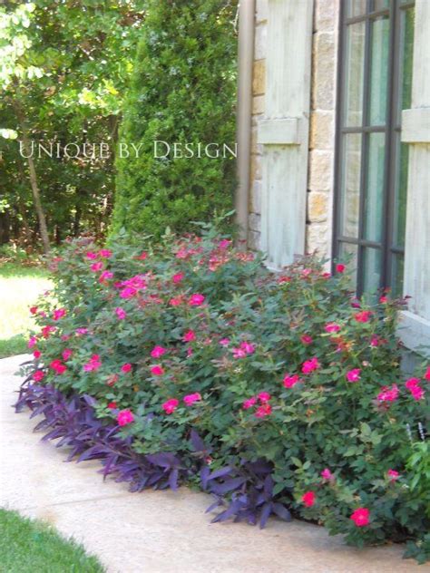 Pin By Cynthia Ludlow On Combined Knockout Roses Garden Ideas Along