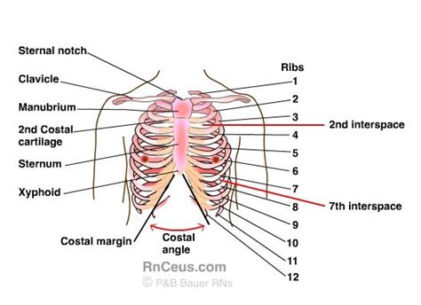 As part of the bony thorax, the ribs protect the internal thoracic organs. ANATOMICAL TERMS at Upledger Institute - StudyBlue