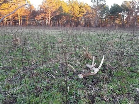 Antler Shed Hunting Season Is Here Wbiw