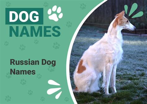 143 Russian Dog Names Unique Ideas Straight From Moscow Pet Keen