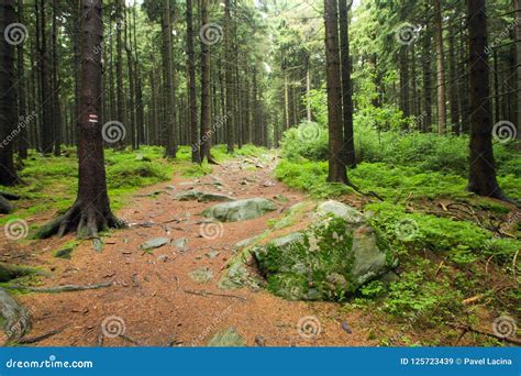 Forest Path Lined By Coniferous Trees Stock Image Image Of Ocean