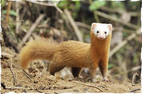 Malayan Weasel Mustela Nudipes Animal Pictures Animals Animals Wild