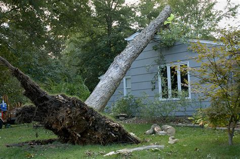 How To Deal With Trees In A Storm Your Aaa Network