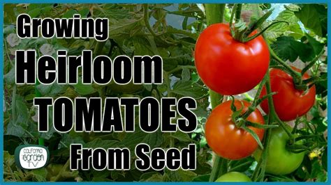 Growing Heirloom Tomatoes From Seed Step By Step Instructions Youtube