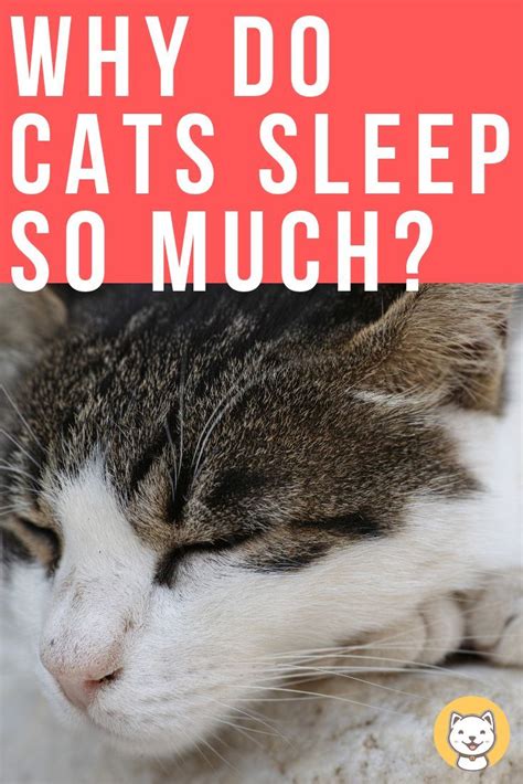 Why Do Cats Sleep So Much Kitty Cats Blog Cat Sleep Cat Care Cats