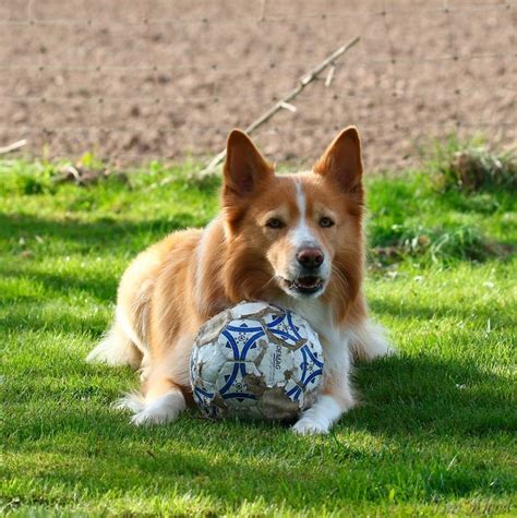 Can Sam Join Your Little League Team Rough Collie Border Collie