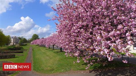 Pretty In Pink Scotlands Cherry Blossom Explosion Bbc News