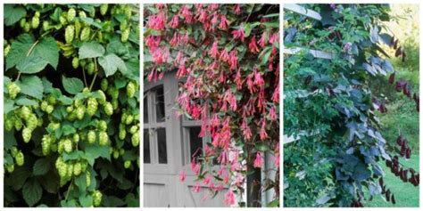 10 Fast Climbing Flowering Vines For Your Garden