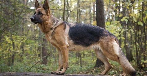 Things You Should Know Before Getting A German Shepherd Vetbabble
