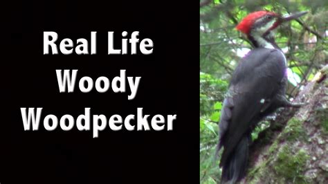 I Meet The Real Life Woody Woodpecker Check Out This Pileated