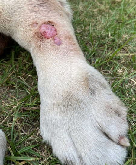 7 Common Leg Lumps And Bumps On A Dog With Pictures