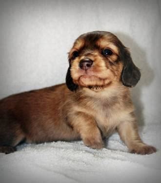 Find local dachshund in dogs and puppies in the uk and ireland. AKC long hair dachshund puppies for Sale in Eau Claire ...