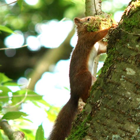 Eurasian Red Squirrel Sciurus Vulgaris Ekorre A Photo On Flickriver