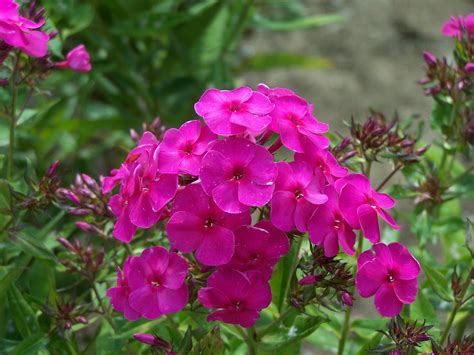 We did not find results for: Phlox 'Hot September Pink' - Perennial Pleasures Nursery ...