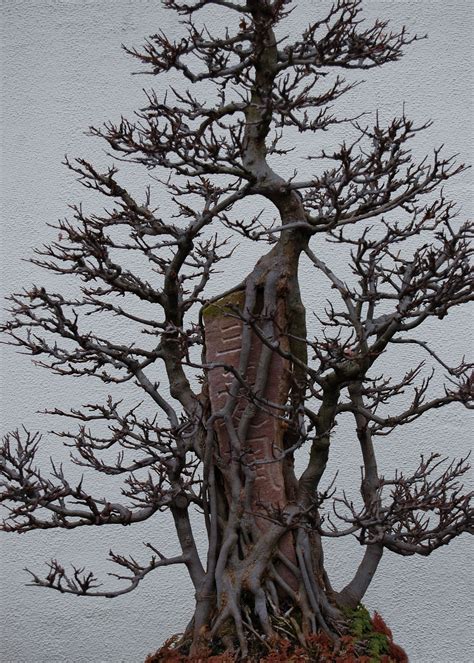 Bonsai Tree At The National Arboretum In Washington Dc Usa Photo By