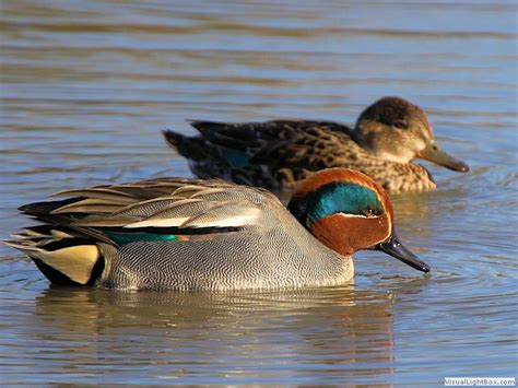 Identify Eurasian Teal Wildfowl Photography