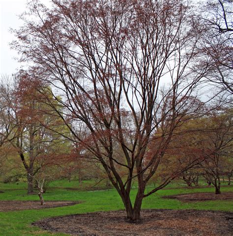 Spring Comes To The Maples Arnold Arboretum Arnold Arboretum