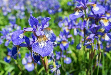 Iris Plant