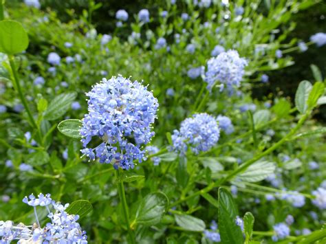 Free Stock Photo 12917 Light Blue Flower Cluster On Plant In Garden