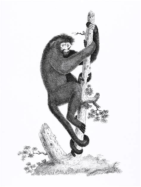 Coaita Or Spider Monkey From Zoological Free Public Domain Illustration