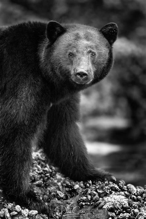 Another Black Bear In Black And White Same Process As Before Im