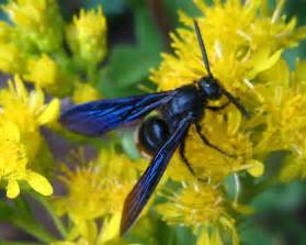 Blue Winged Black Wasp 2 Yellow Dots Reddish Abdomen Scolia Dubia