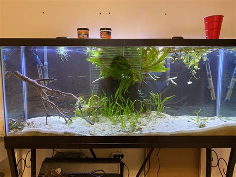 55 Gallon Planted Tank Journal And Axolotl Tank Build Page 2