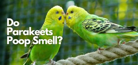 Do Parakeets Poop Smell How Bad Is It Flight Animals Everything