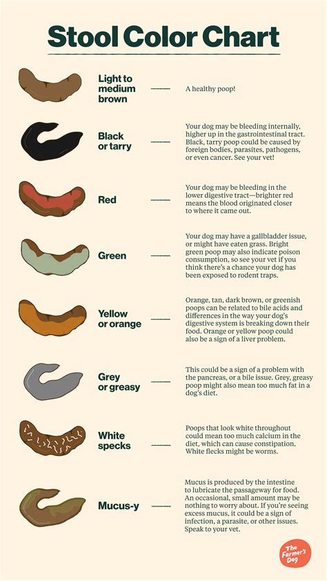 Poop Stool Color Changes Color Chart And Meaning Healthy Concept Stock