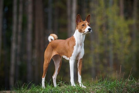 6 Ancient Dog Breeds That Originated In Egypt