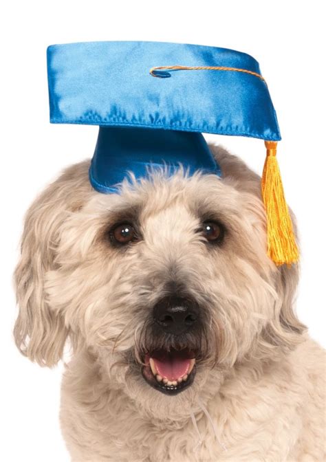 Blue Graduation Pet Hat Rubies Ii Llc