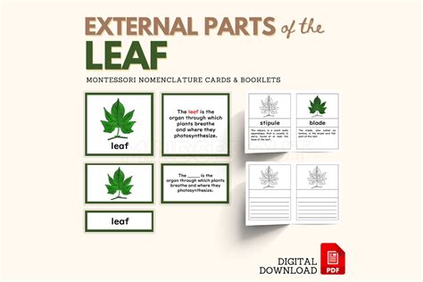 Parts Of The Leaf Montessori Botany Nomenclature 5 Part Cards With