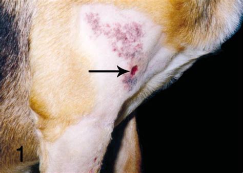 Cutaneous Angiomatosis In A Young Dog Y Kim S Reinecke D E