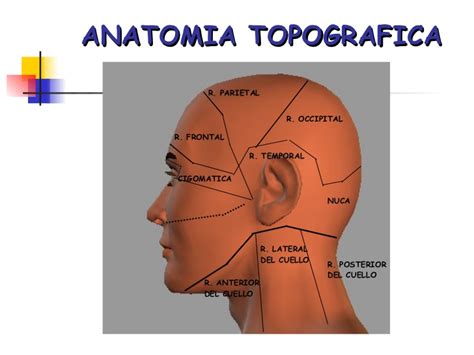 Anatomia Topografica Imagen