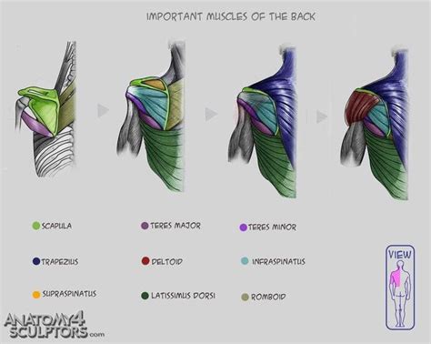 The deltoid, teres major, teres minor, infraspinatus, supraspinatus (not shown) and subscapularis muscles (not shown) all extend from the scapula to the humerus and act on the shoulder joint. 32 best The Back Anatomy images on Pinterest | Human anatomy, Muscle anatomy and Anatomy reference