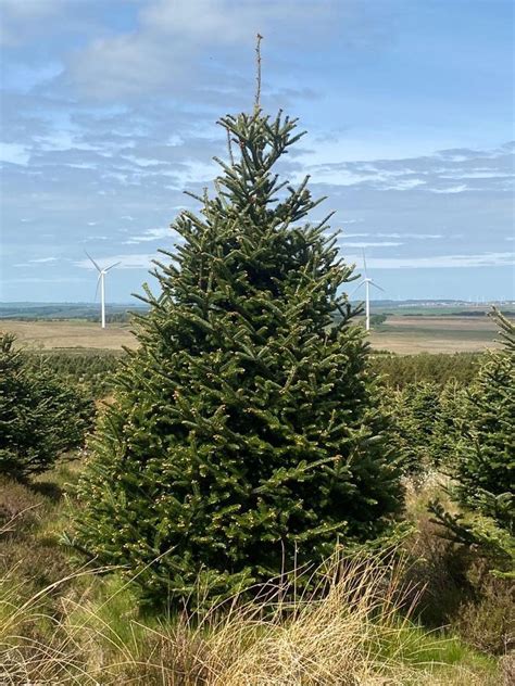 Fraser Fir Real Christmas Tree Uk