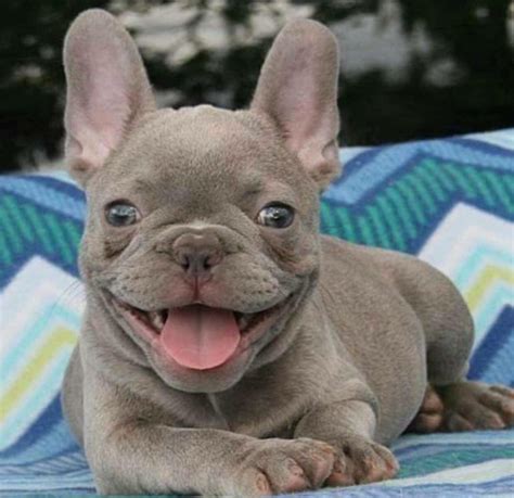 Always supervise use, never leave children or babies unattended with toys or stuffed animals. Smileeeee! Blue Fawn French Bulldog Puppy | French bulldog ...