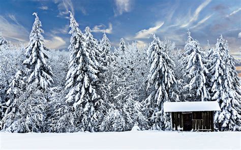Download Wallpapers Winter Snow Covered Trees Forest Drifts Hut