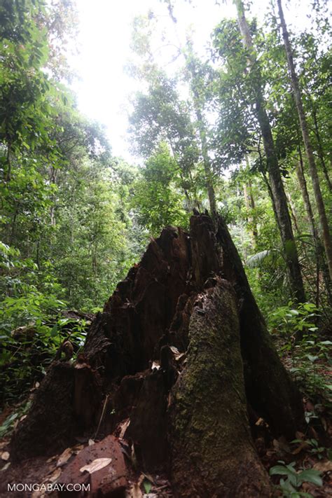 Trunk Of A Rainforest Tree