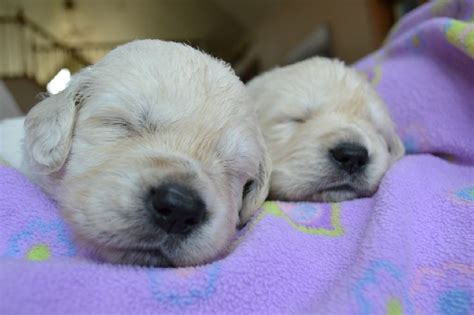 We will have full english cream golden retriever female and male pups from our 2020 litters! AKC English Cream Golden Retriever Puppies Wisconsin
