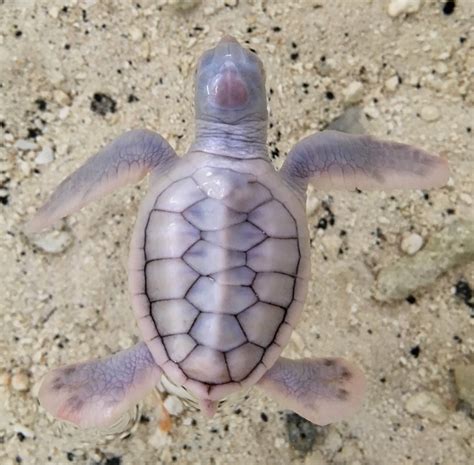 Hiona An Albino Green Sea Turtle Welcomed At The Center