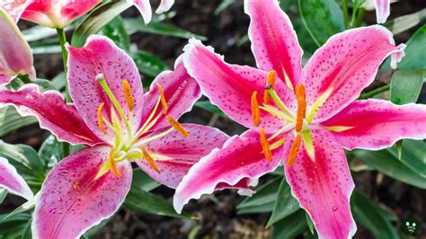 Lily Flower Meaning Symbolism Color And Types