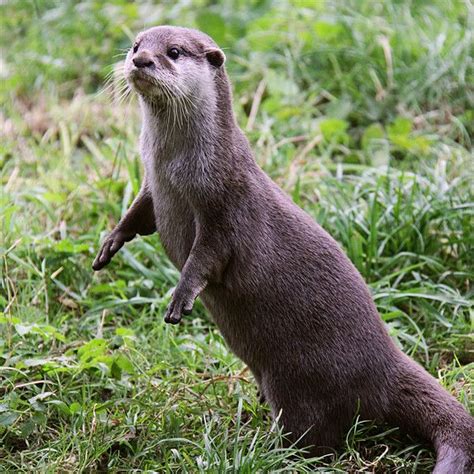 European Otter Standing Up Picture Canvas Wall Art In Colour By Linda
